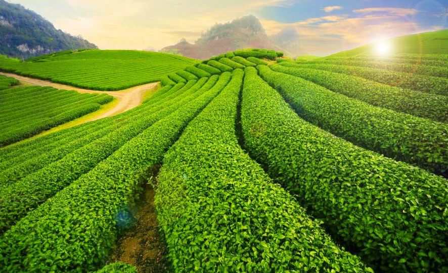 du lịch Tây Bắc-vườn Mộc Châu