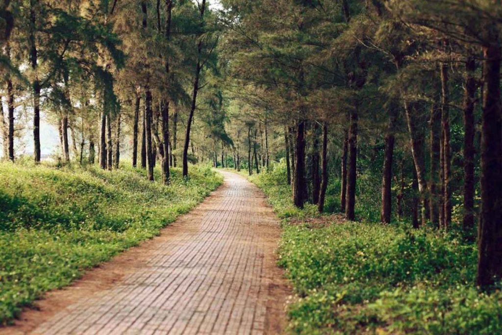 Khám phá lịch trình du lịch Cô Tô mới nhất-con đường tình yêu