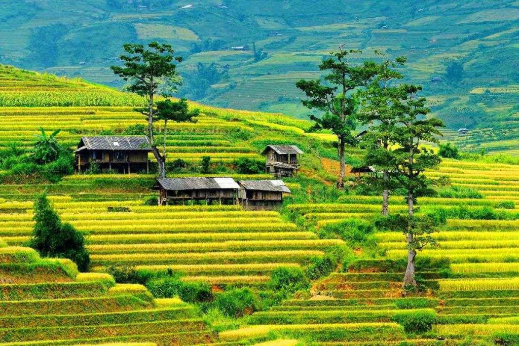 Ruộng bậc thang Khau Phạ
