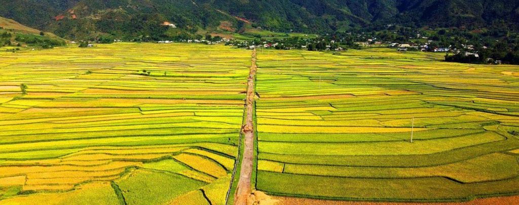 CÁNH ĐỒNG MƯỜNG LÒ