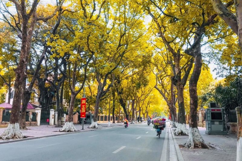 Cảnh lá vàng trong mùa thu Hà Nội 