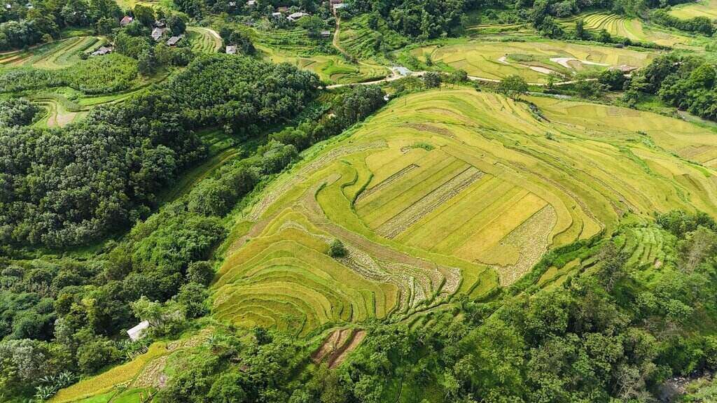 du lịch hòa bình-ruộng
