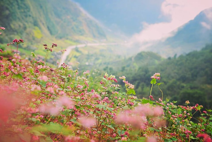 hoa hà giang
