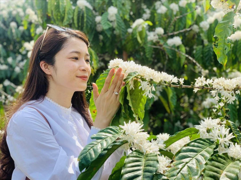 Ngắm nhìn hoa cà phê nở rộ tháng 2 ở Tây Nguyên