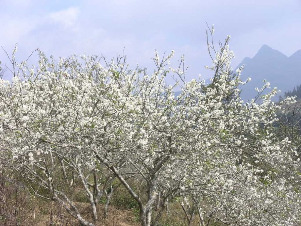 Hoa mận trắng xóa tại Hà Giang 