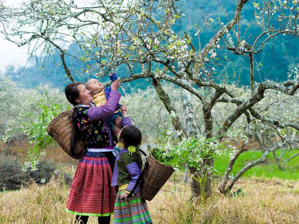 Ngắm nhìn Điện Biên vào mùa hoa ban nở