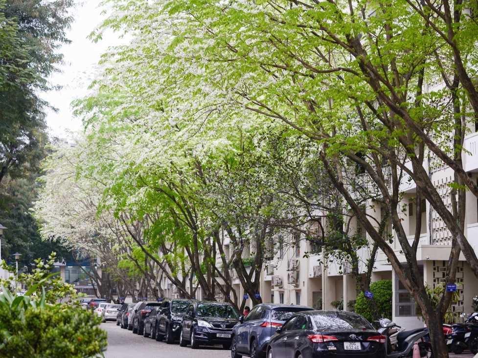 Hoa sữa mọc kín ở đường phố Hà Nội mùa thu