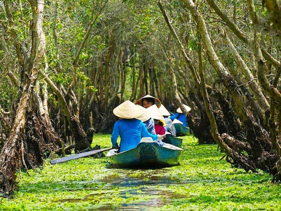 Ánh nắng len lỏi qua khu rừng tràm