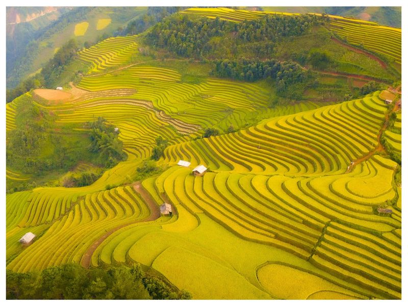 Ngắm nhìn mùa lúa chín ở Mù Cang Chải