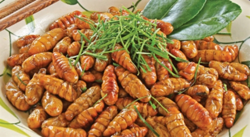 du lịch yên bái-Nhộng ong