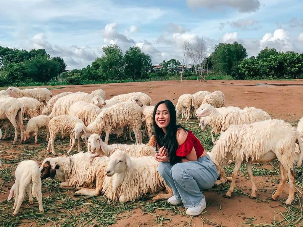 Đồi cừu suối nghệ