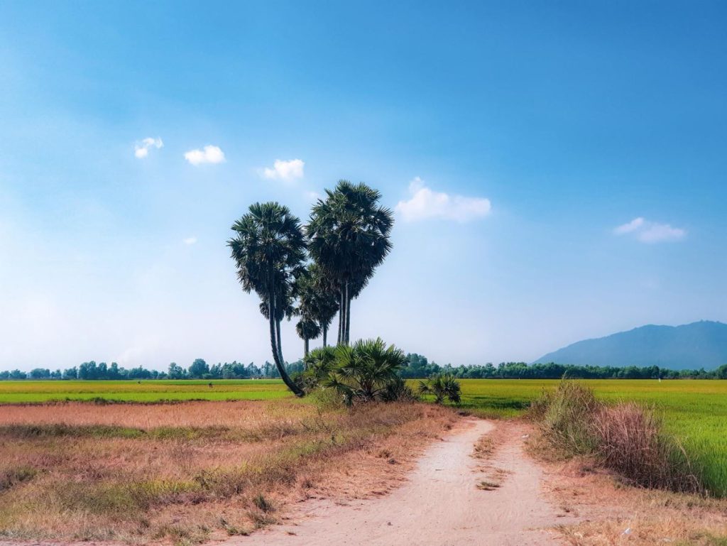 Cây thốt nốt trái tim